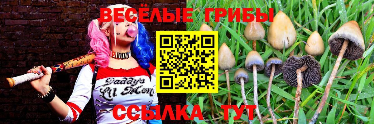 Псилоцибиновые грибы GOLDEN TEACHER  Вход с VPN  Протвино  Псилоцибиновые грибы Cubensis 